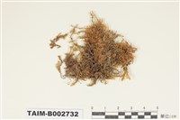 藏品(青苔科)的圖片